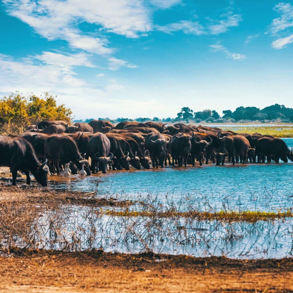 Namíbia e Botswana | 2027